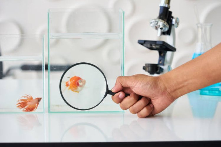 Animal Research