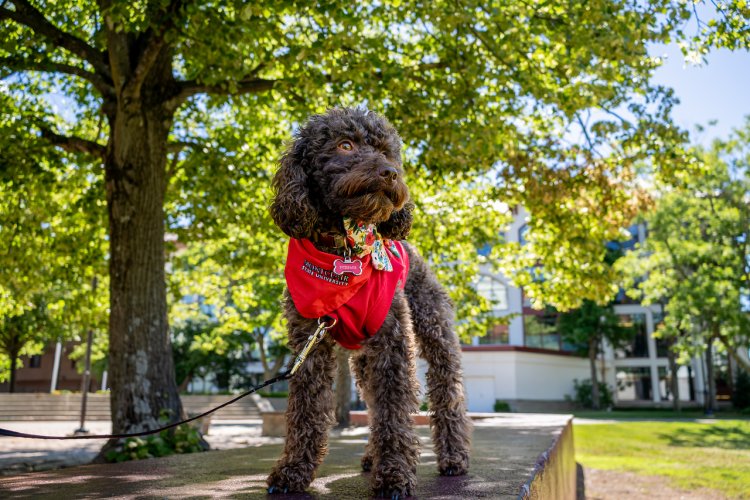 Pebbles the Mini Labordoodle 
