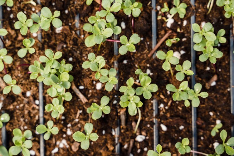 Green seedlings in soil