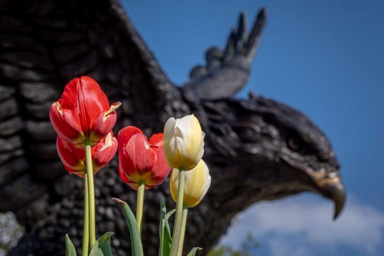Red and yellow tulips in the foreground with a hawk in the background