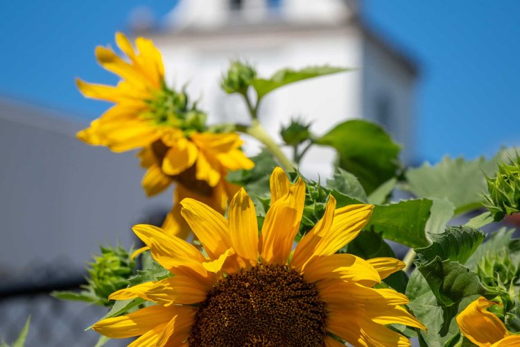 A sunflower is in focus on Montclair State University campus.