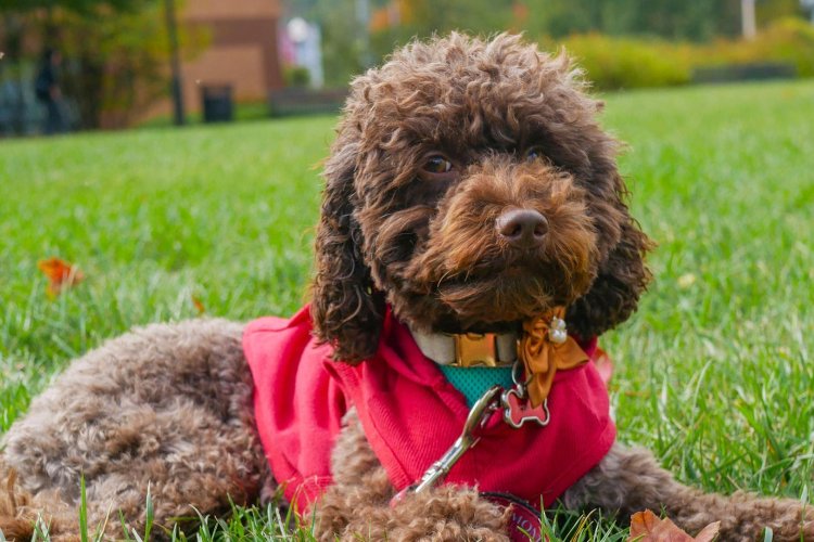 Pebbles poses for a photo outside.