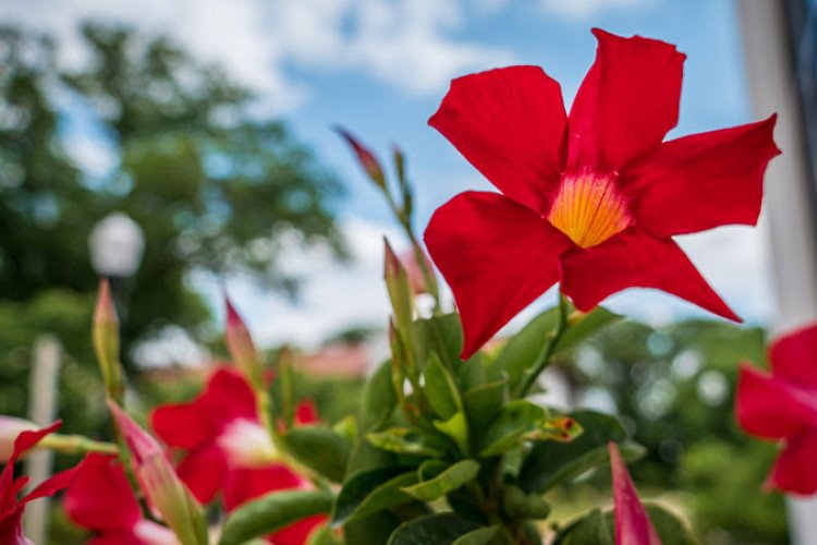 red flower blooming on campus