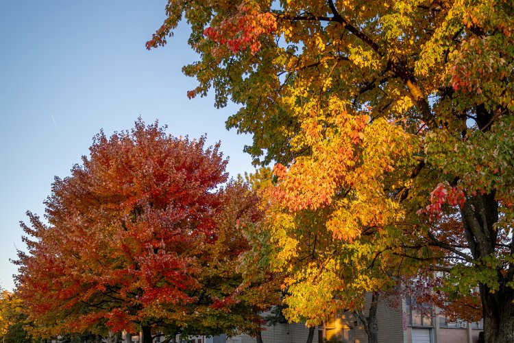 fall trees