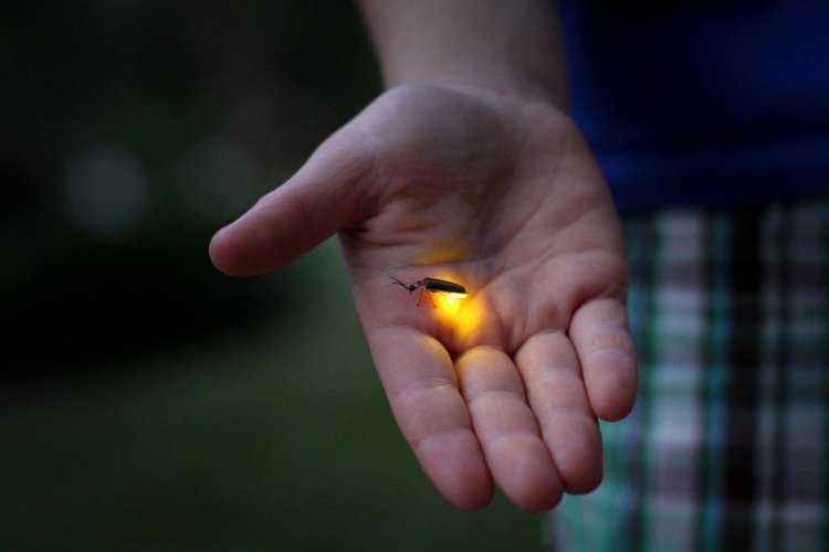 person holding a lightning bug