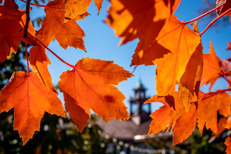Fall leaves on campus