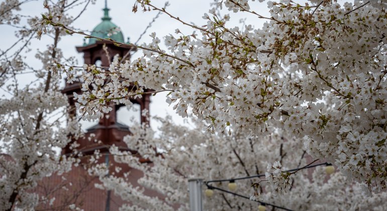 A tree with white flowers and a bell tower in the distance 