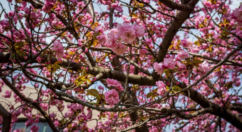 close up of flowering tree