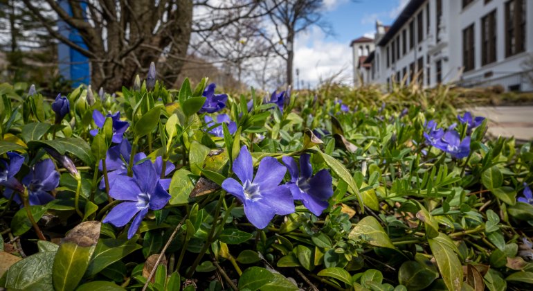 purple flowers blooming on campus
