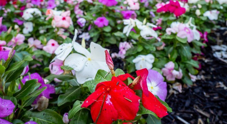 red, white, purple, pink flowers