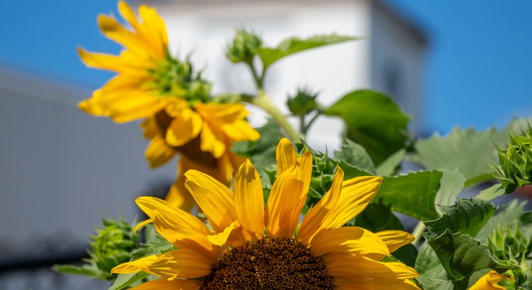 Bright yellow sunflowers bloom in the foreground with College Hall softly blurred in the background under a clear blue sky.