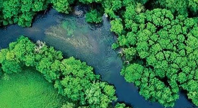 drone image of a lush tree-lined river in summer
