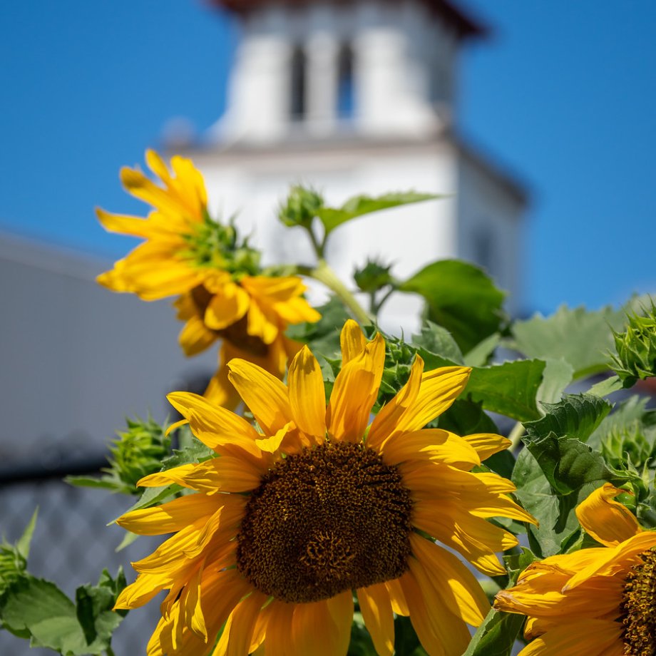 Bright yellow sunflowers bloom in the foreground with College Hall softly blurred in the background under a clear blue sky.