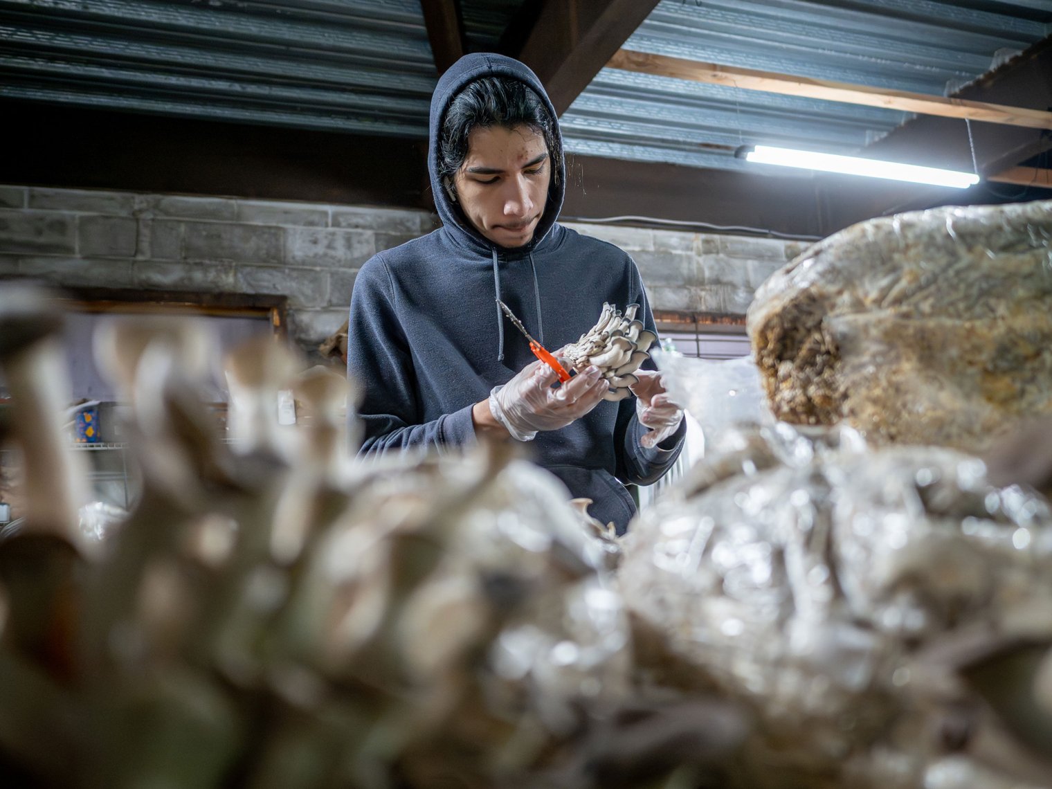 Connor Godek, preparing for a career in sustainable agriculture, interns at an urban mushroom farm in Jersey City. He’s shown harvesting Black Pearl Oyster mushrooms from a growing block. (Photo by University Photographer Mike Peters)