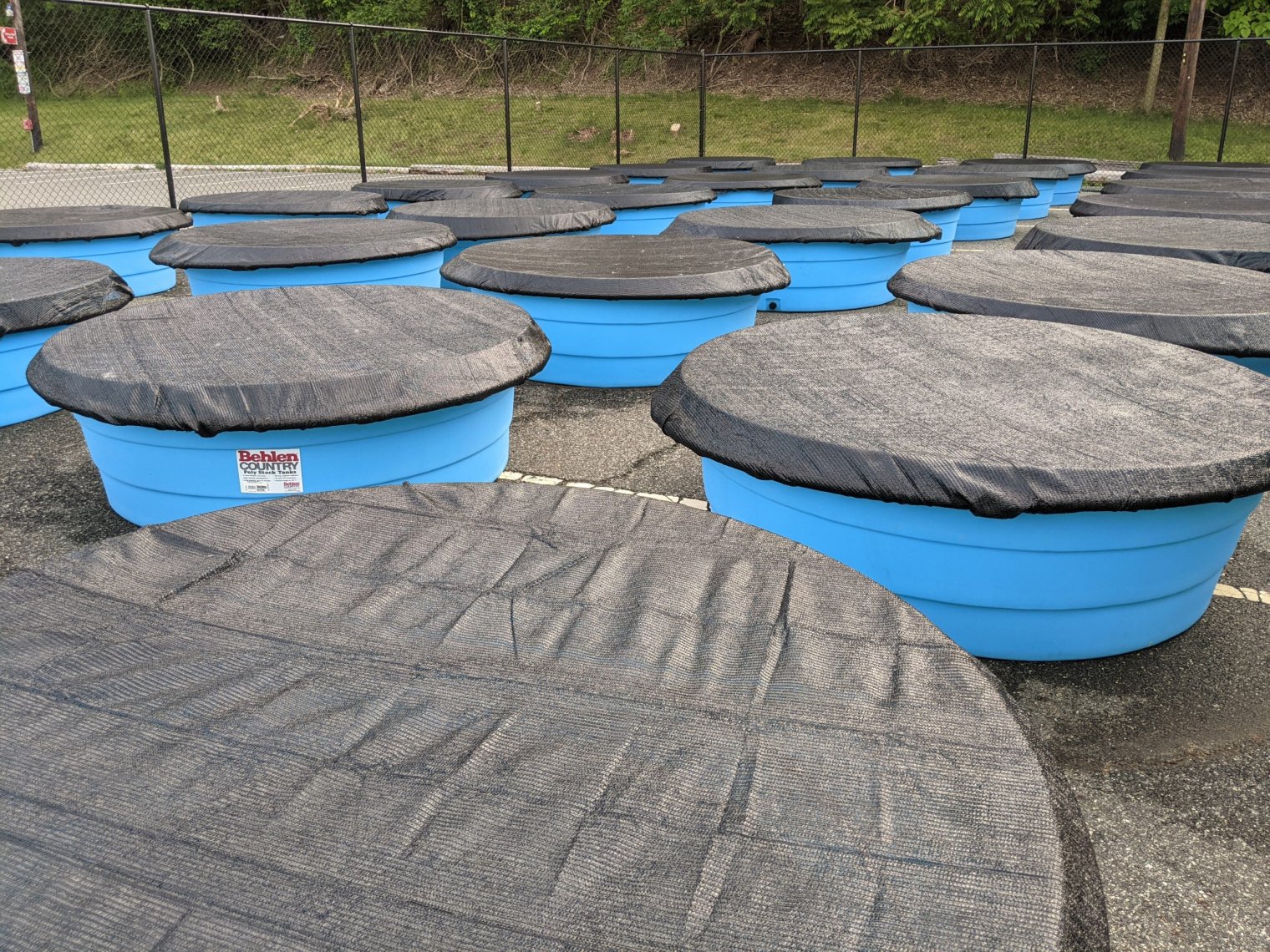Many mesocosms together.