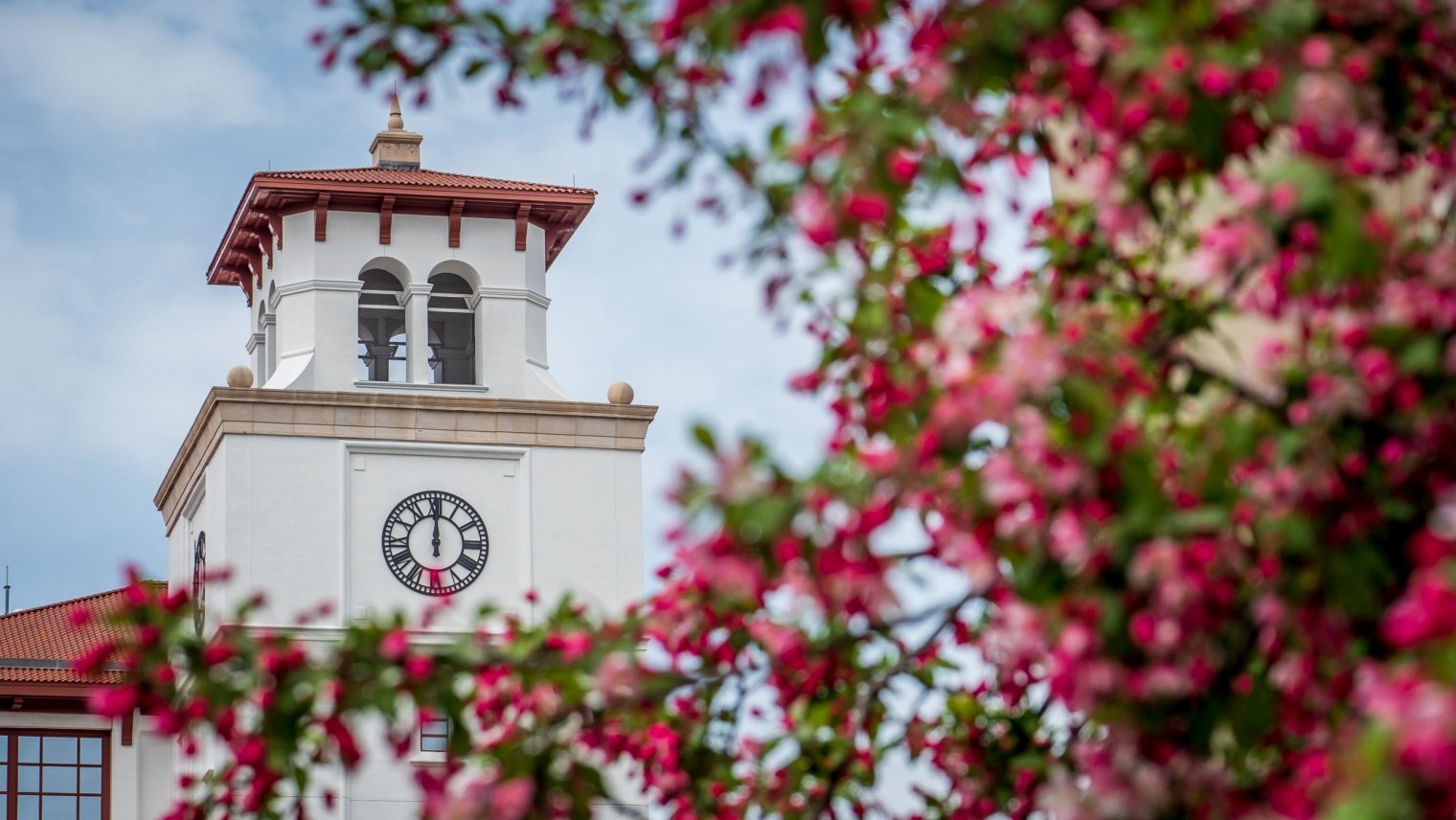 A bell tower stands in the background, obscured by a tree branch with pink blossoms 