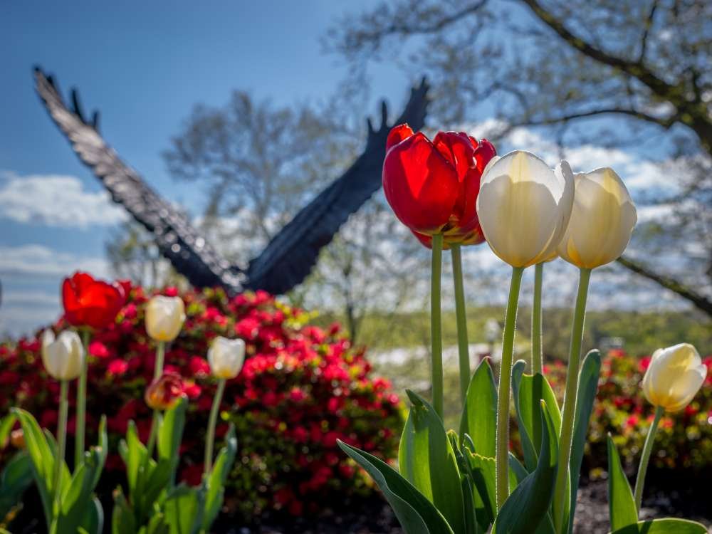 Red and white tulips in a garden with a hawk sculpture in the background.