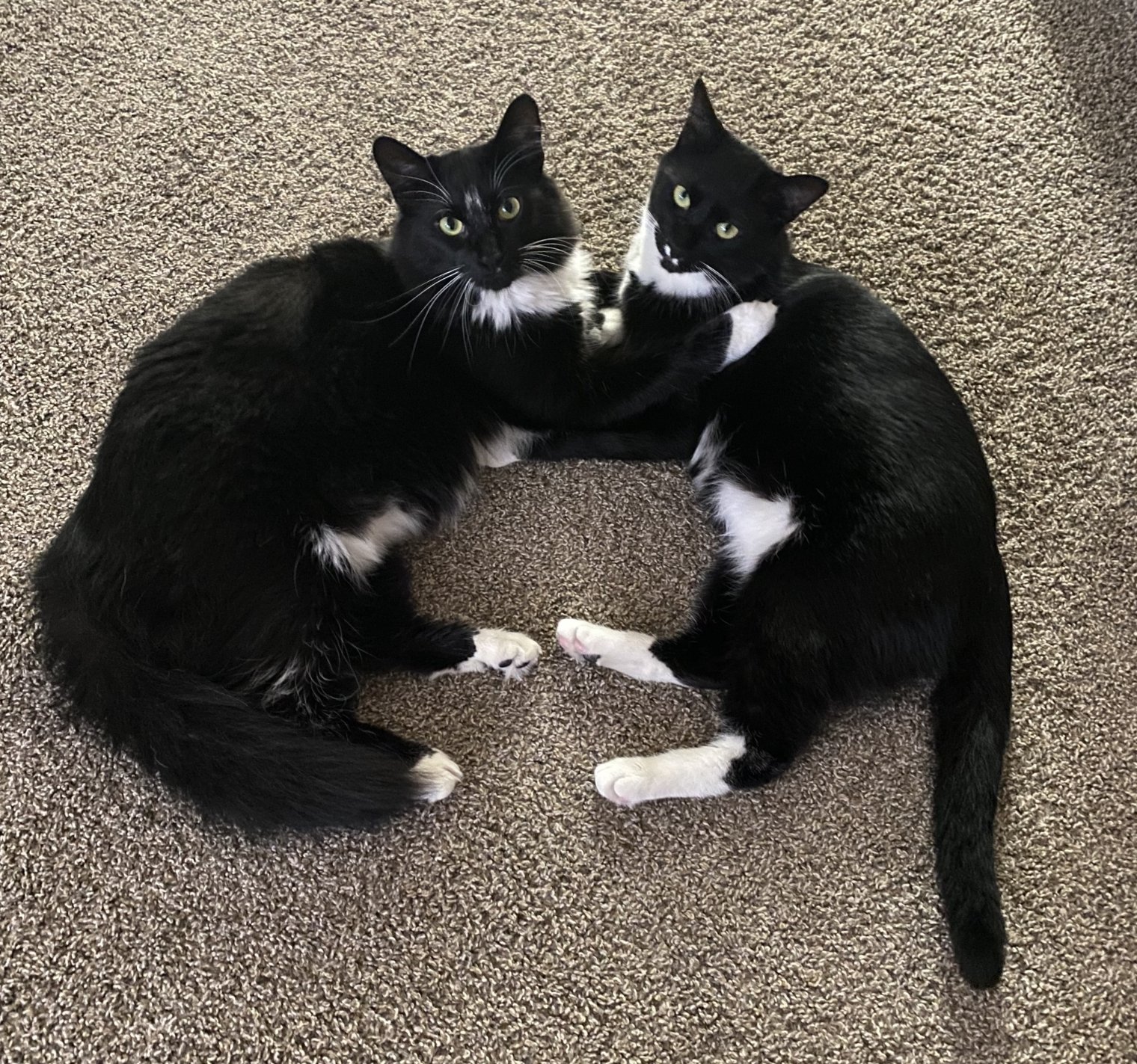 Dina is an animal lover at heart and the proud parent of two cats, Oreo and Sox.