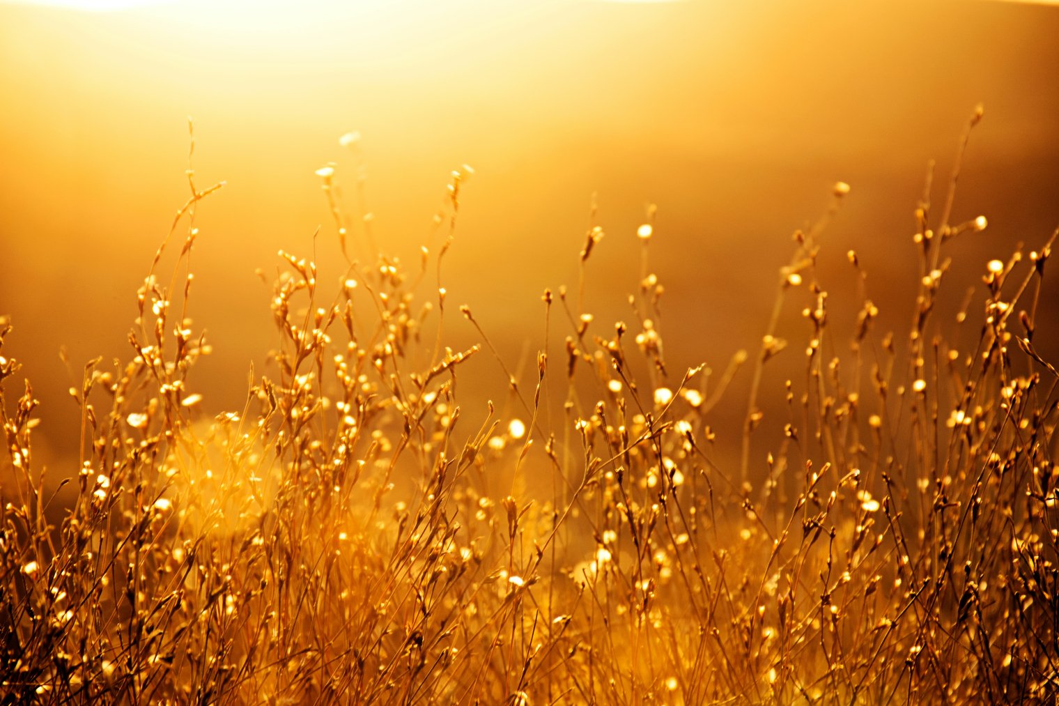 Dewdrops on grass blades in warm glow of the sun