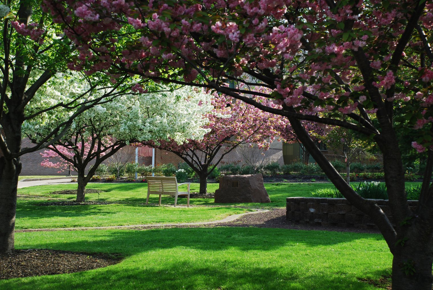 Alumni Green: a grassy area with a wooden bench surrounded by blooming trees