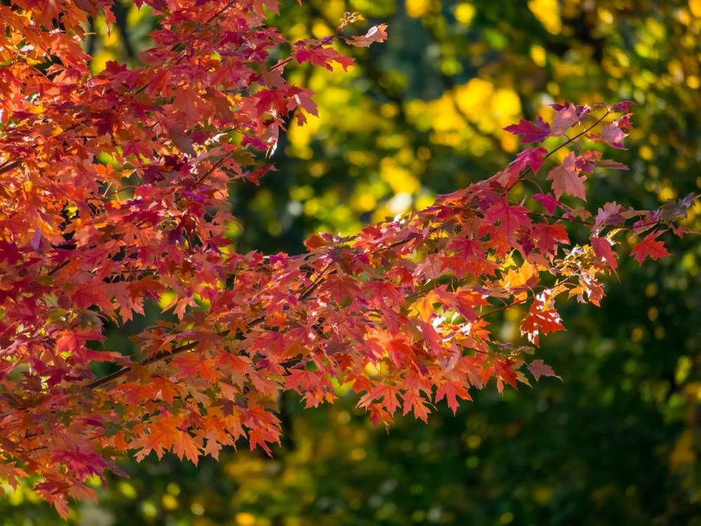 Red and orange autumn leaves on a tree branch with a blurred green and yellow background.