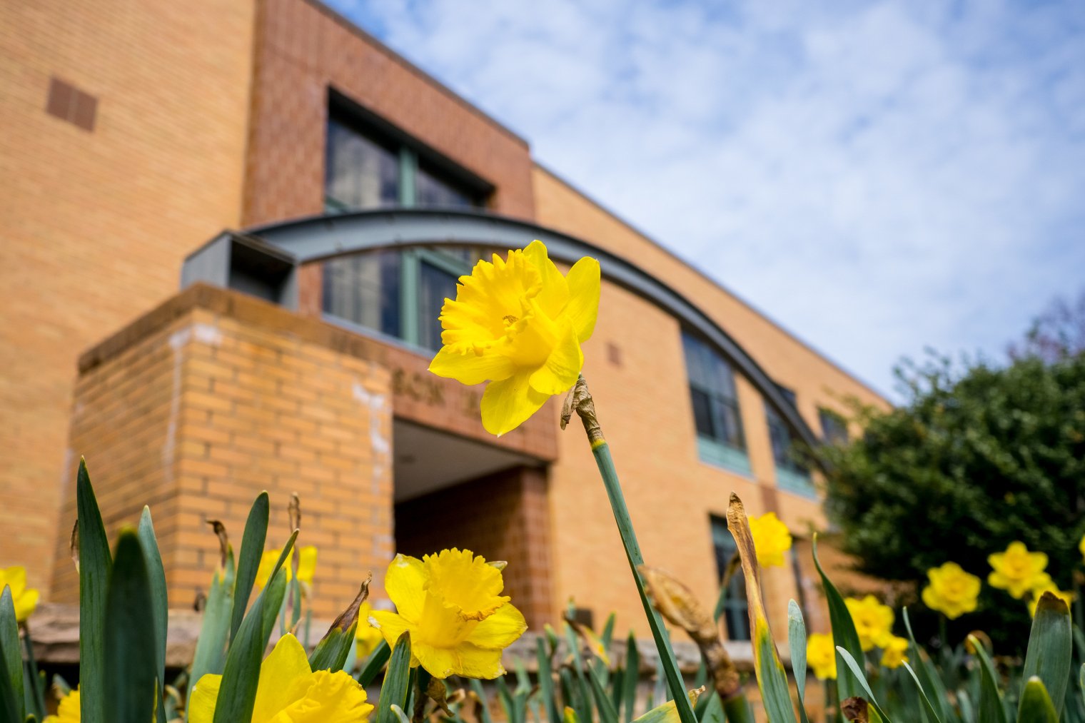 Yellow daffodils bloom in front of Dickson Hall, a brick building.