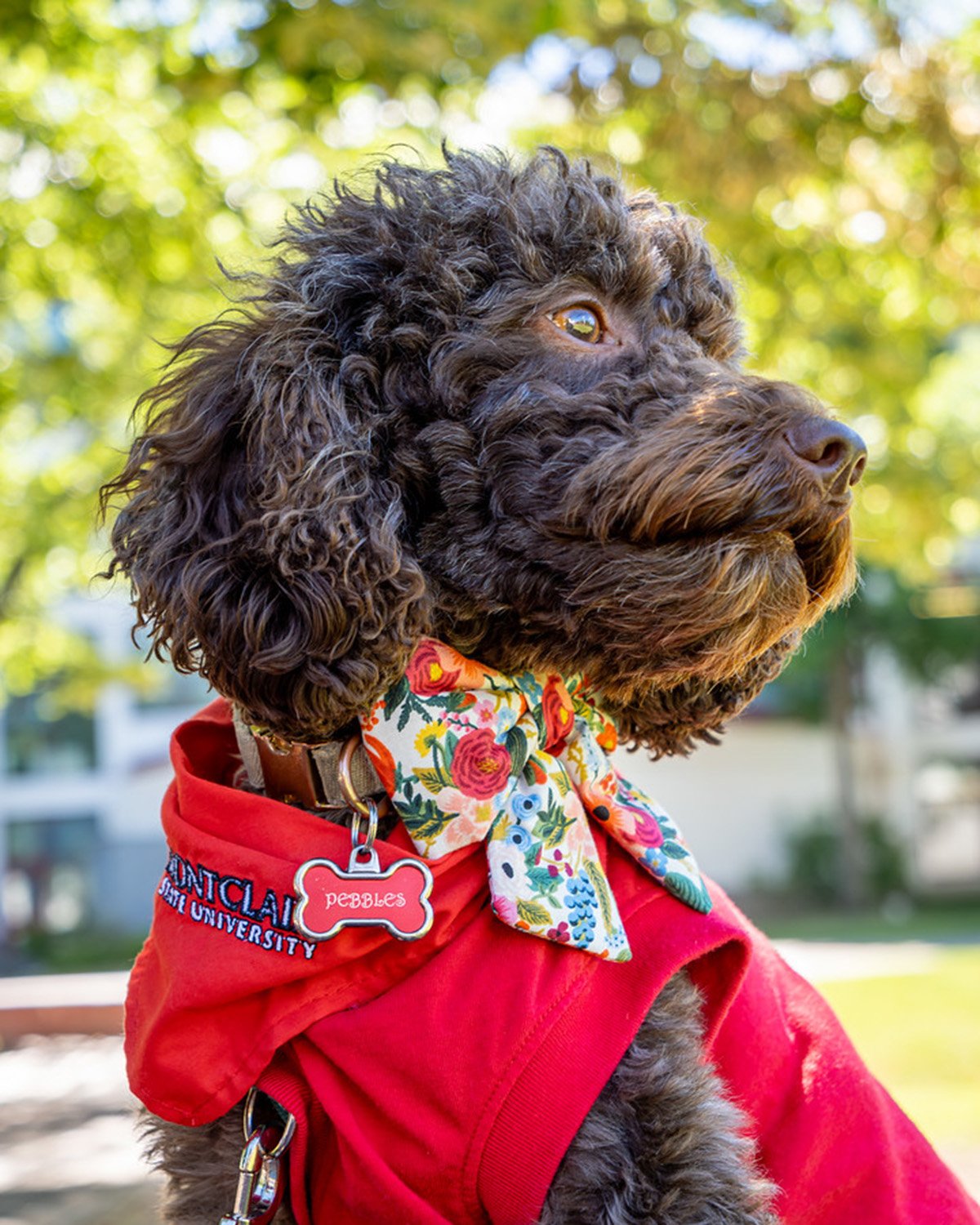Pebbles the Mini Labordoodle 