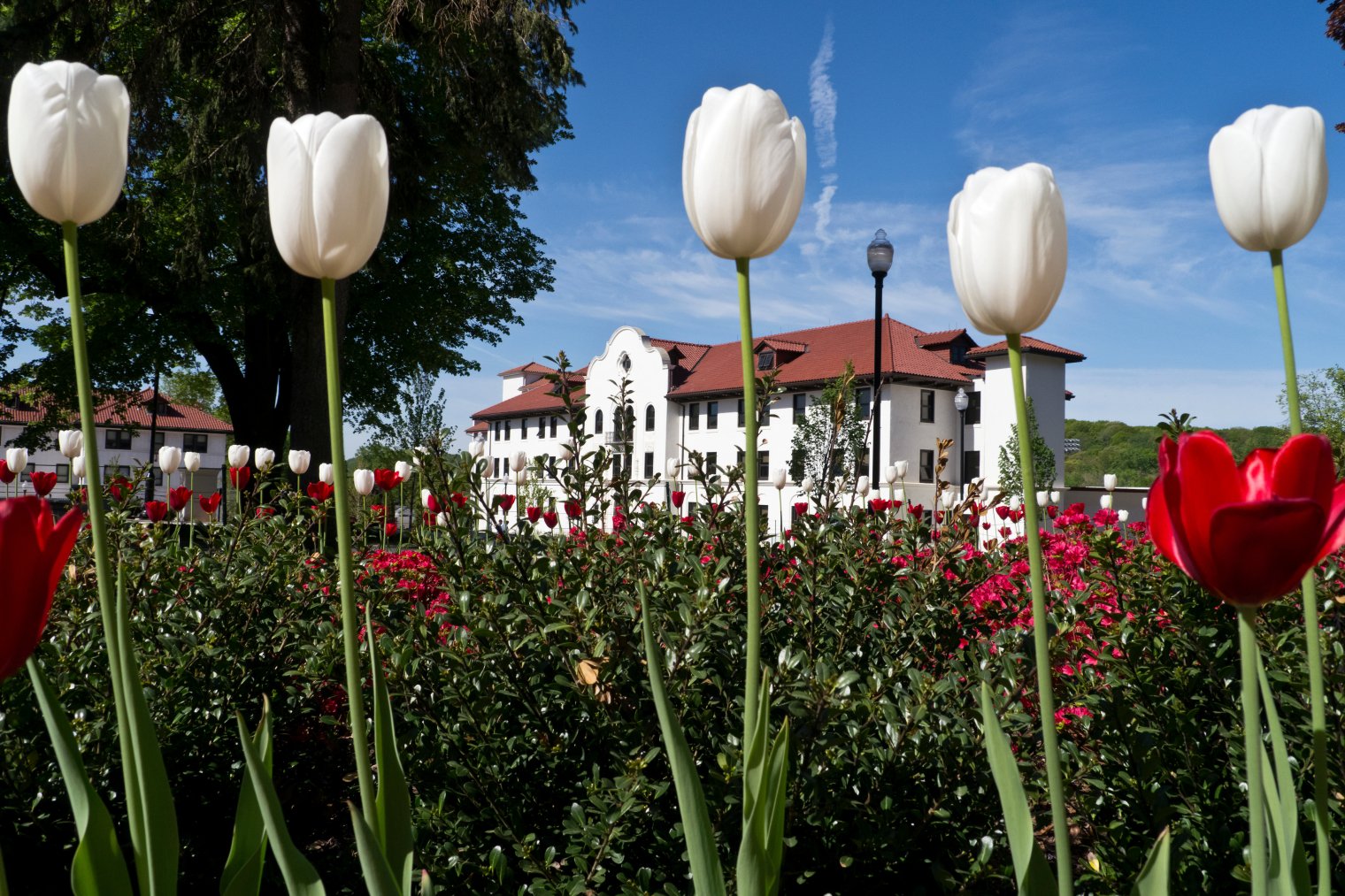 White tulips bloom in front of Chapin Hall, a white building with red roof.
