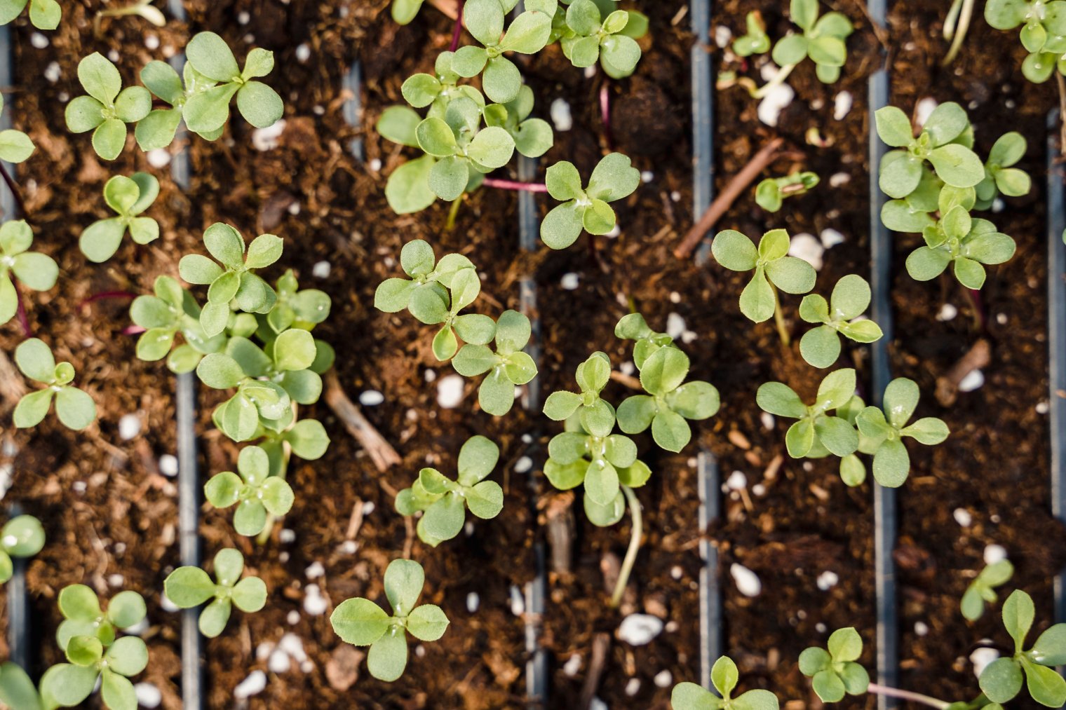 Green seedlings in soil