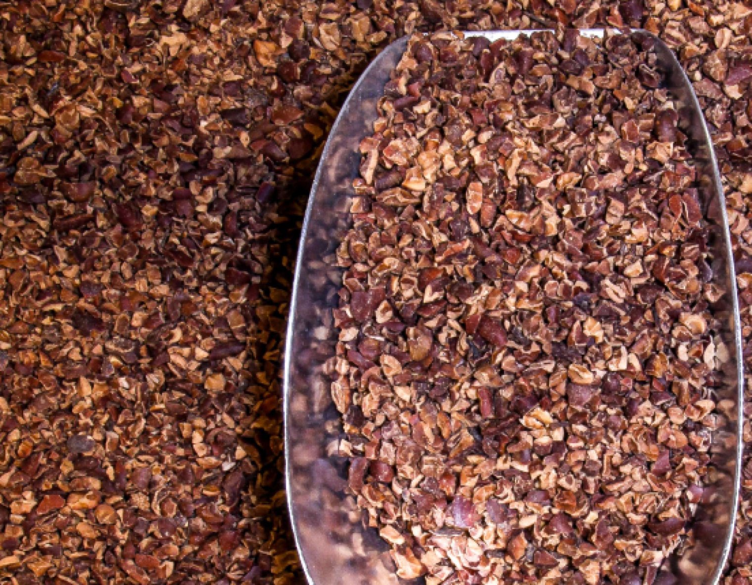 cocoa beans in the raw state in a large scoop