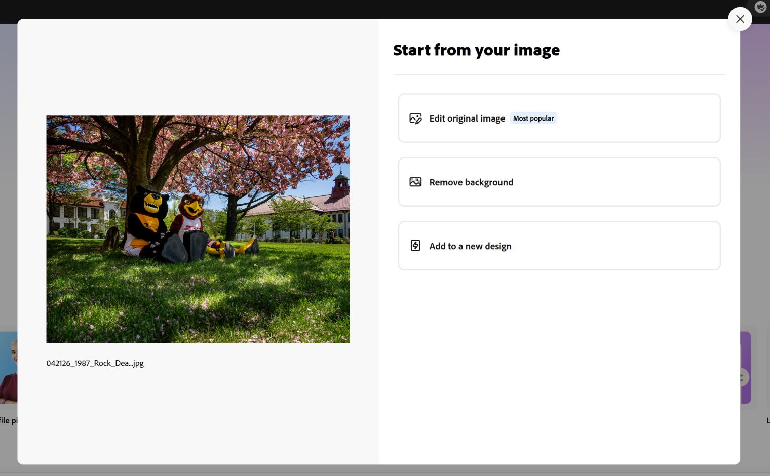 Screenshot of Adobe Express