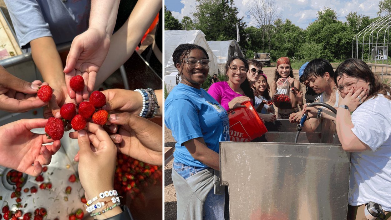 A group of college students clean strawberries