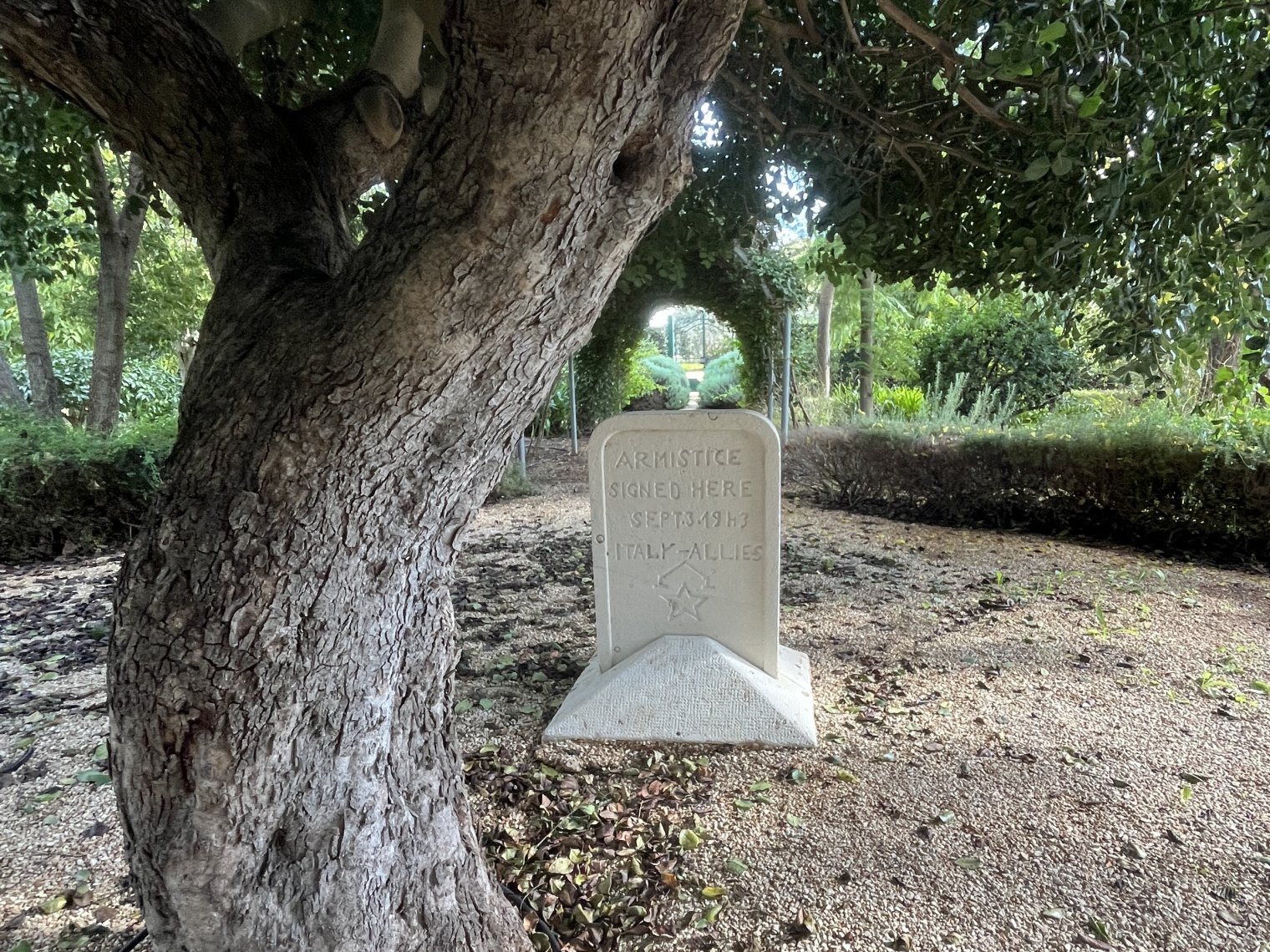 A white tombstone sits in a sandy patch underneath a tree