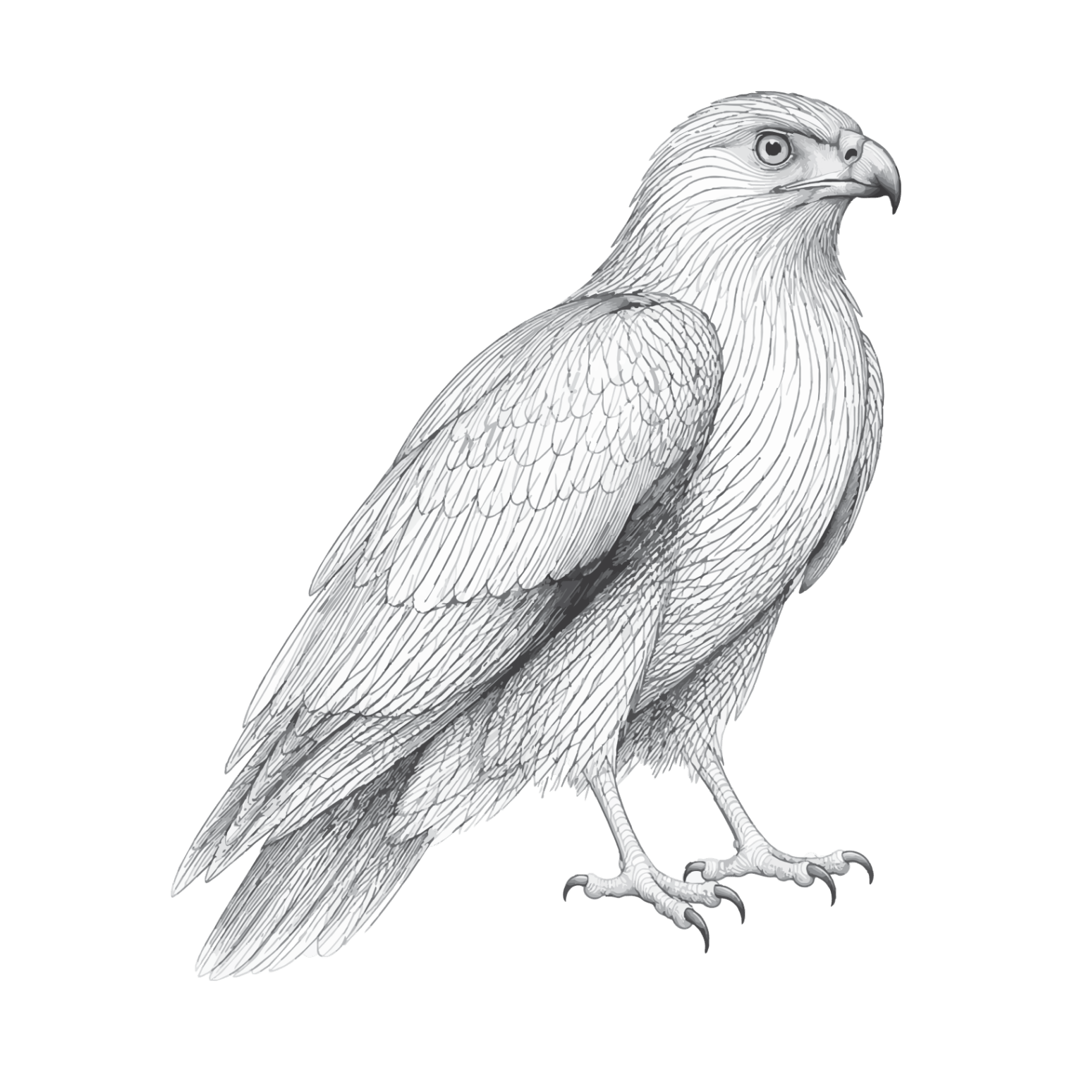 illustrated black and white hawk