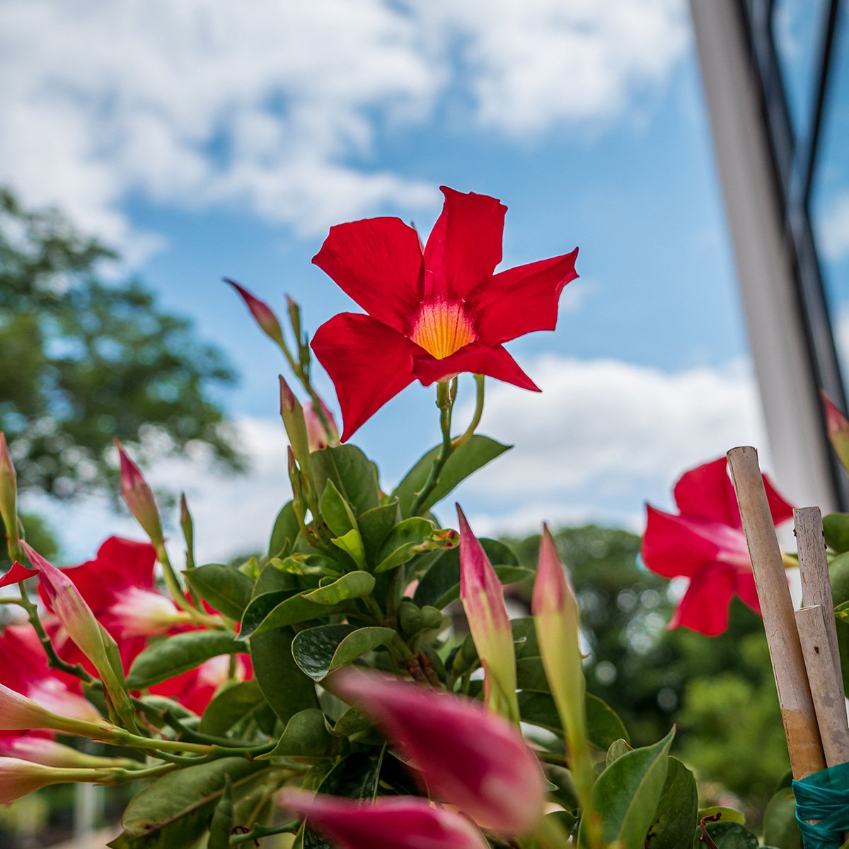 Photo of a red flower