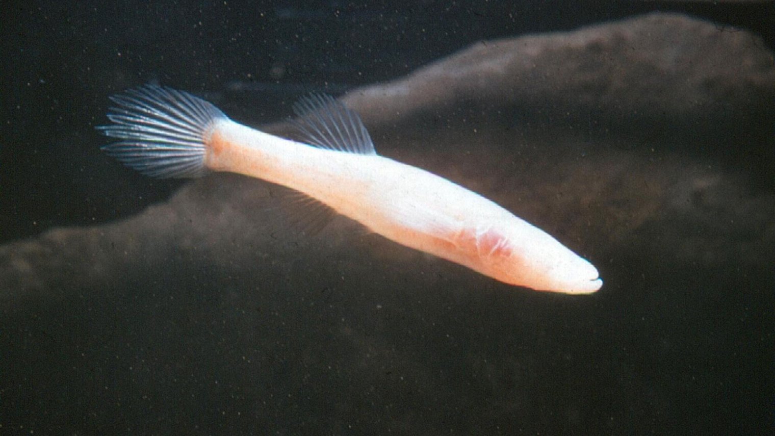 northern cavefish in deep sea