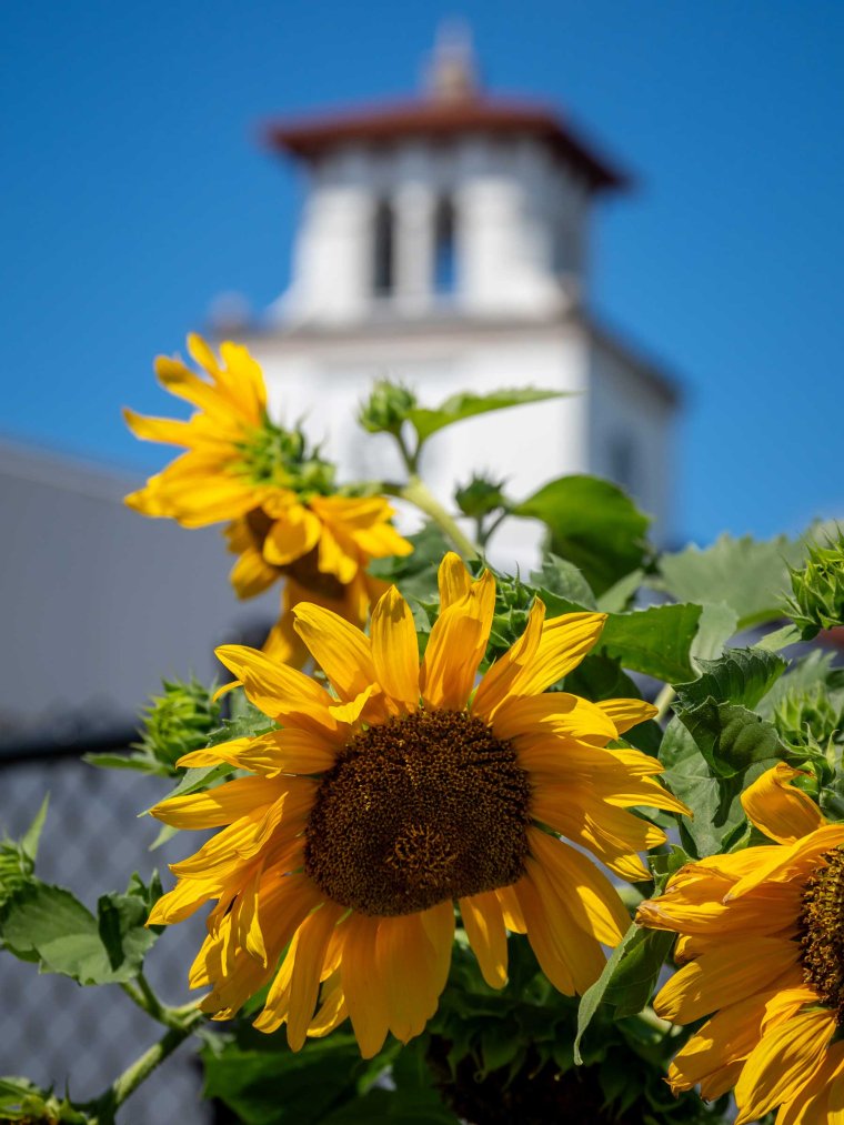 A sunflower is in focus on Montclair State University campus.
